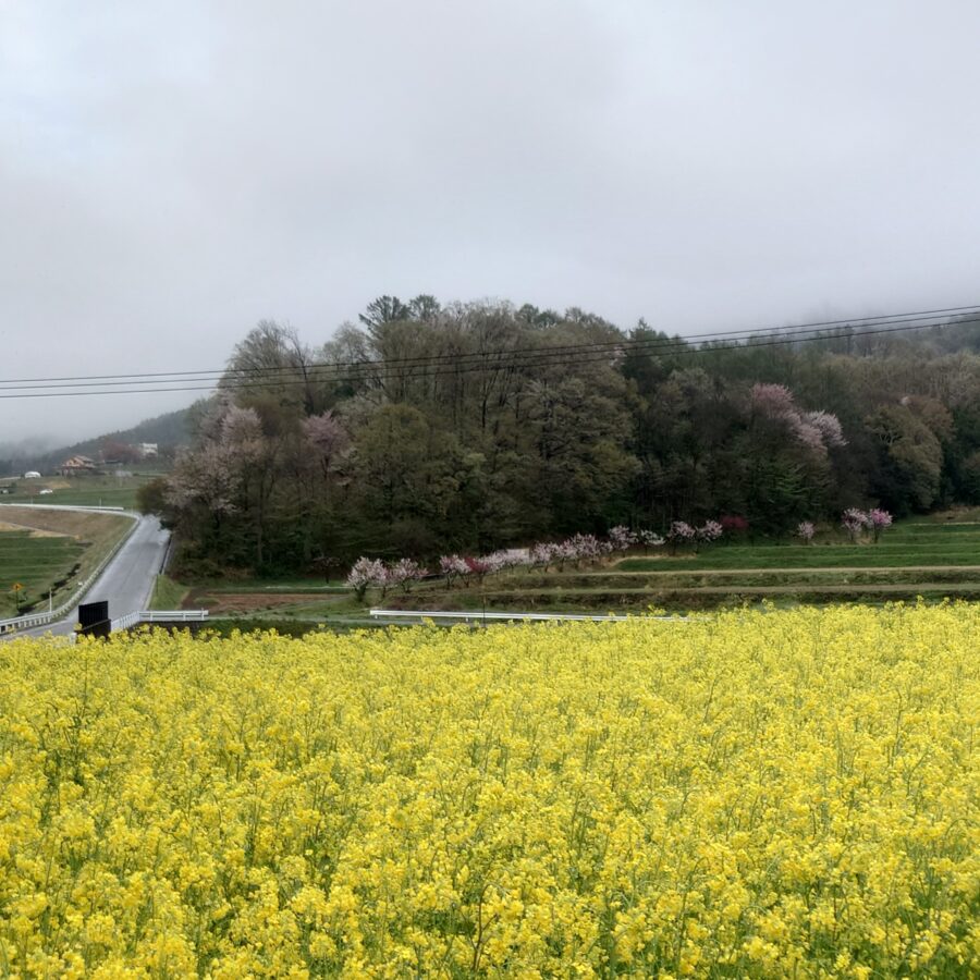 20250423　八ツ手地区　菜の花畑と花桃の見える場所