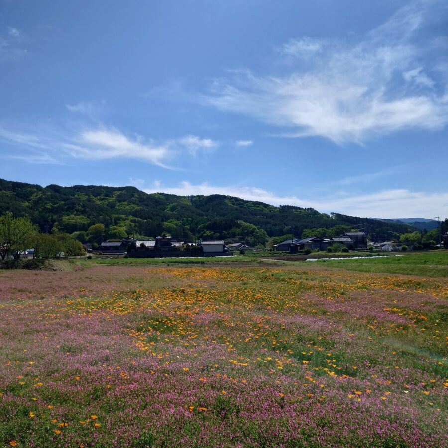 20250511　八ツ手地区　花畑