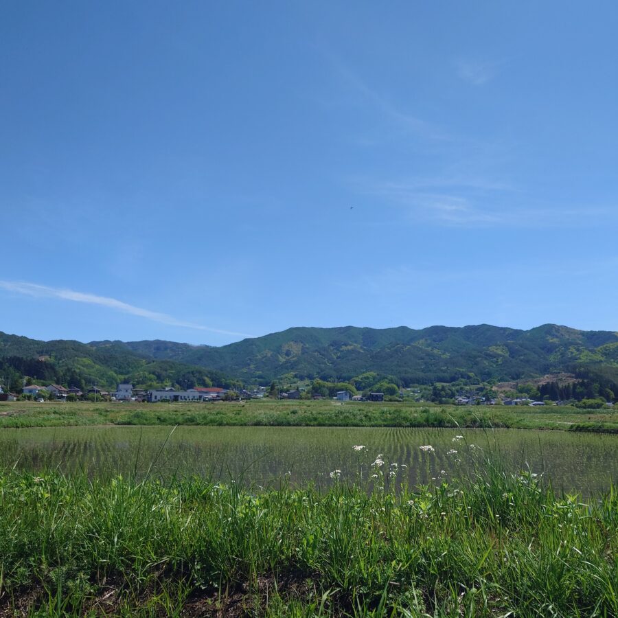 20250511　田植えの終わった田んぼと手良の里山