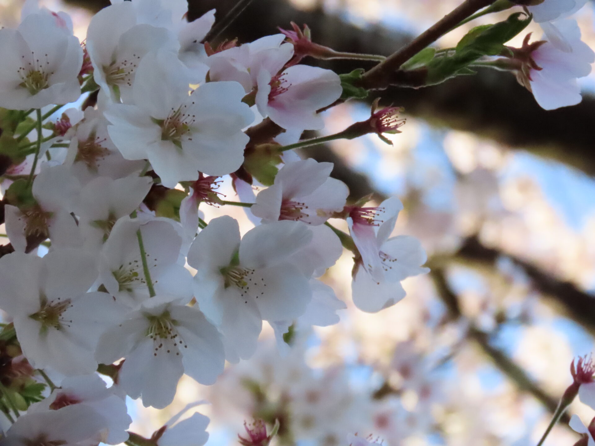 20260411　第3回 夜桜祭り