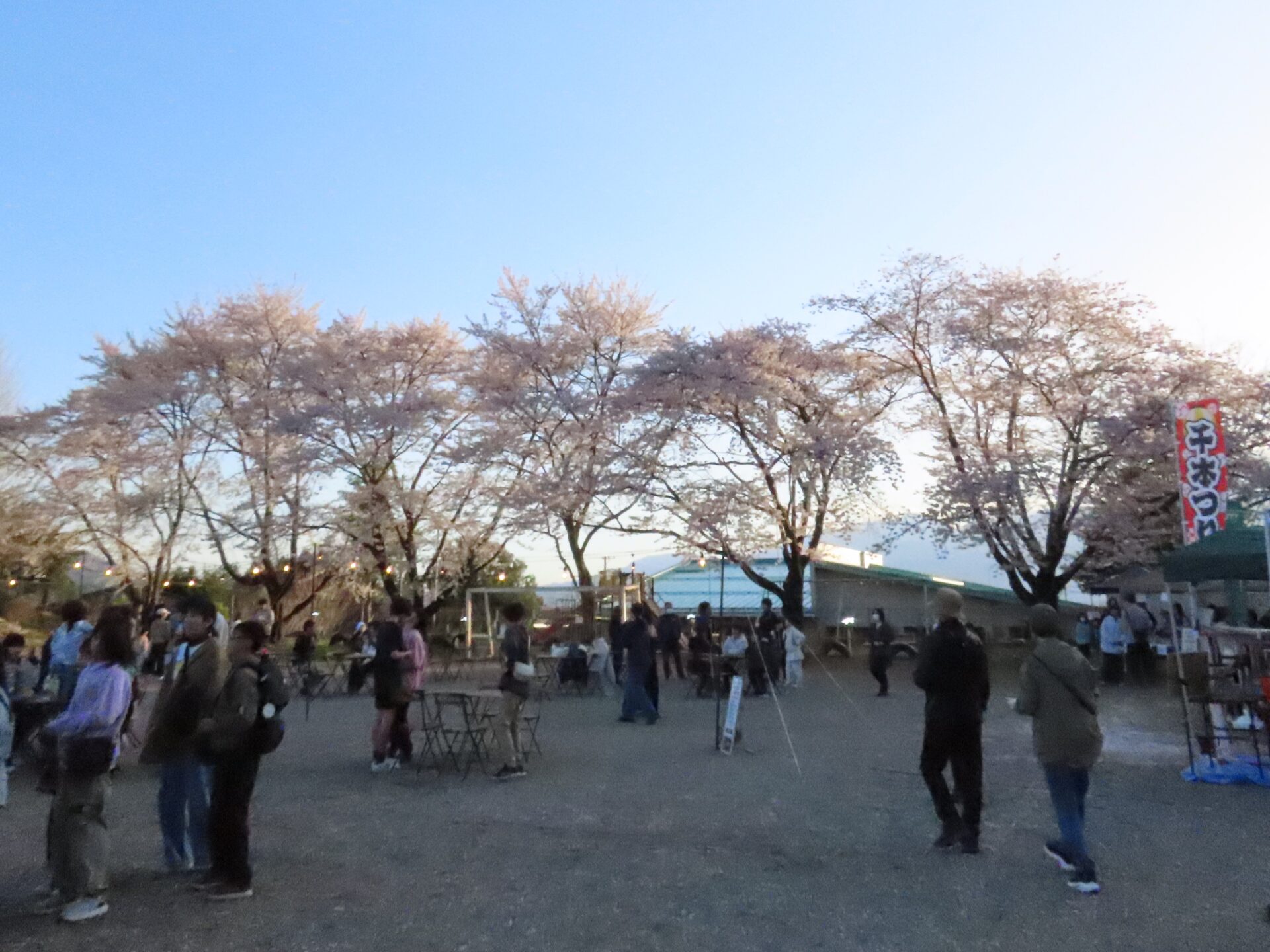 20260411　第3回 夜桜祭り