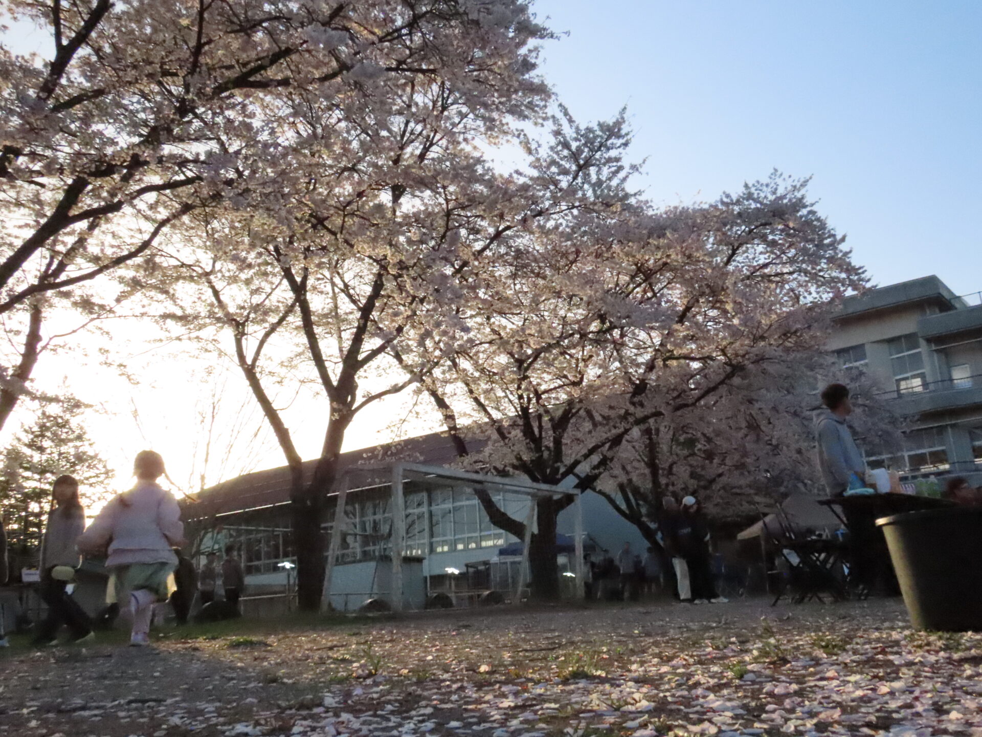 20260411　第3回 夜桜祭り