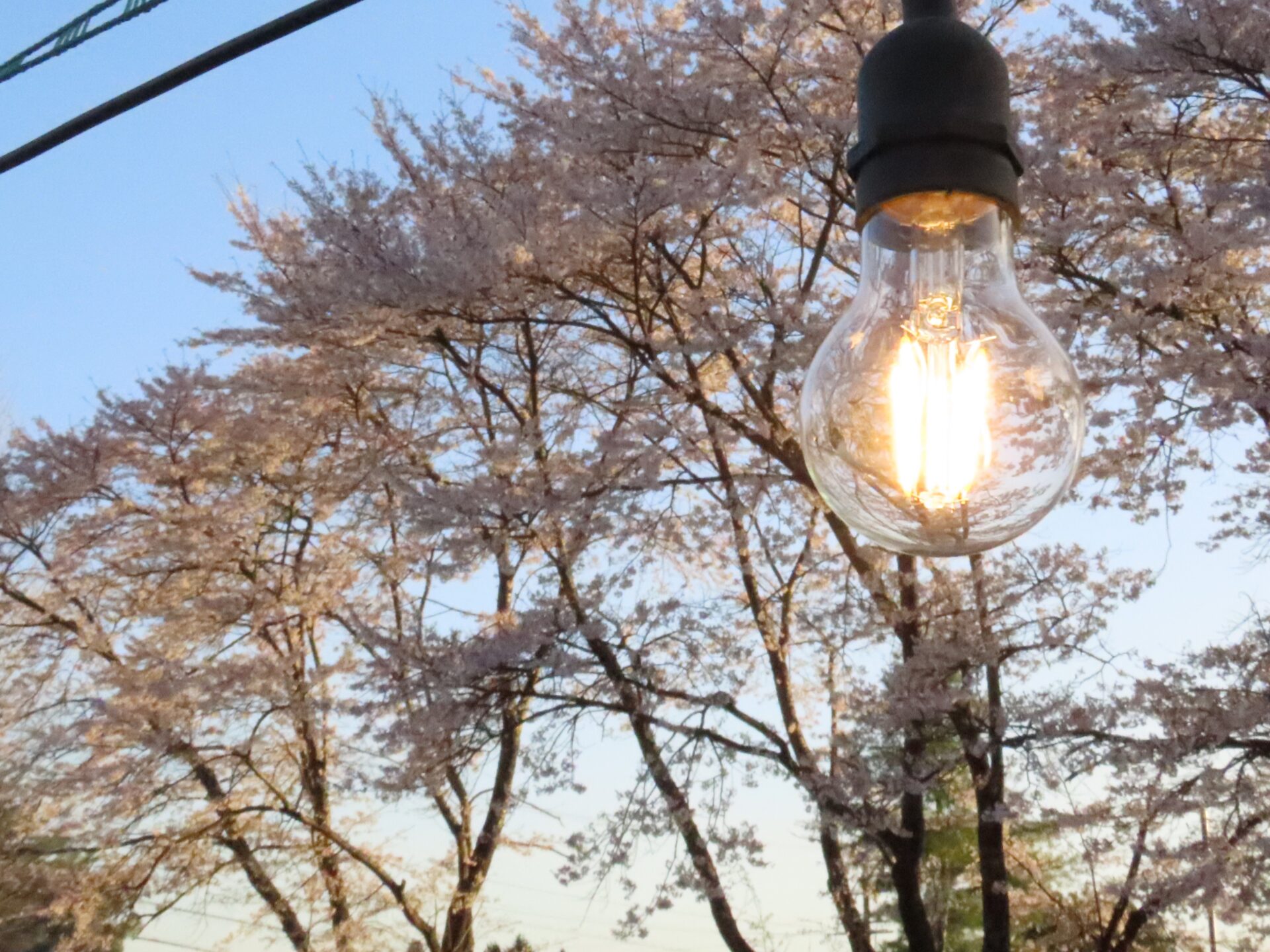 20260411　第3回 夜桜祭り