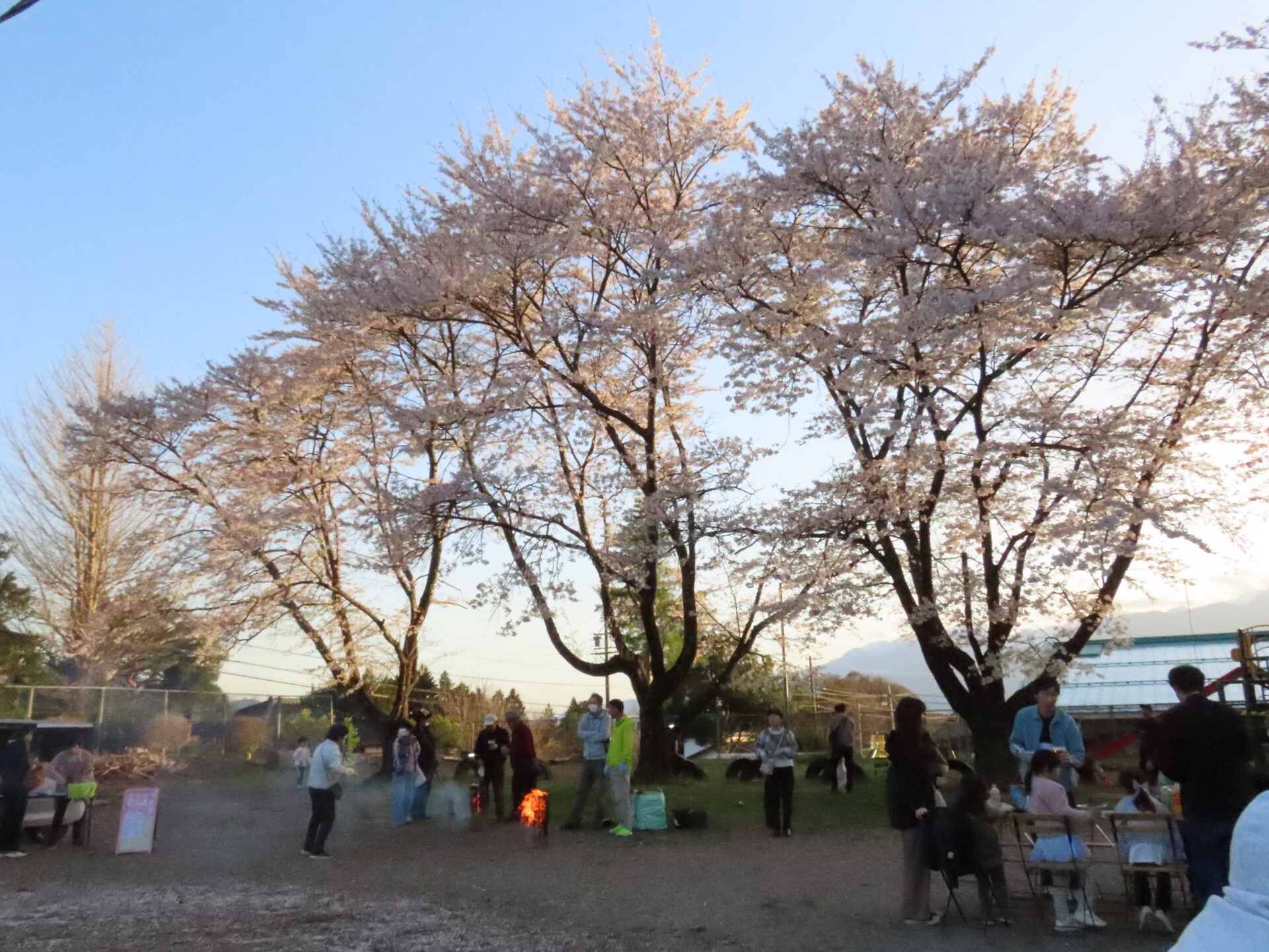 20260411　第3回 夜桜祭り