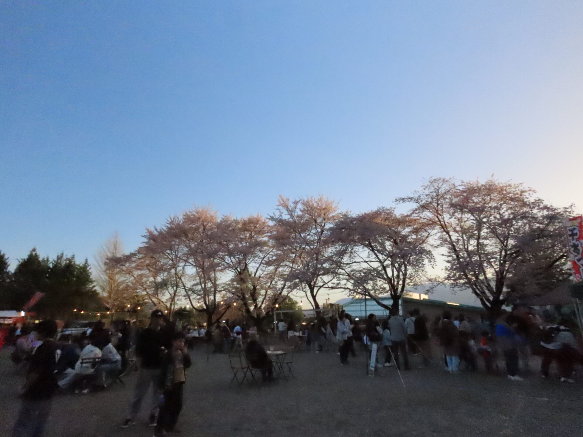 20260411　第3回 夜桜祭り