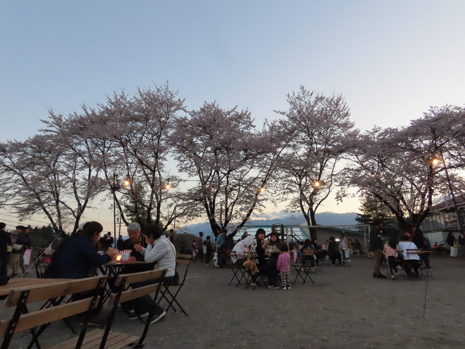 20260411　第3回 夜桜祭り