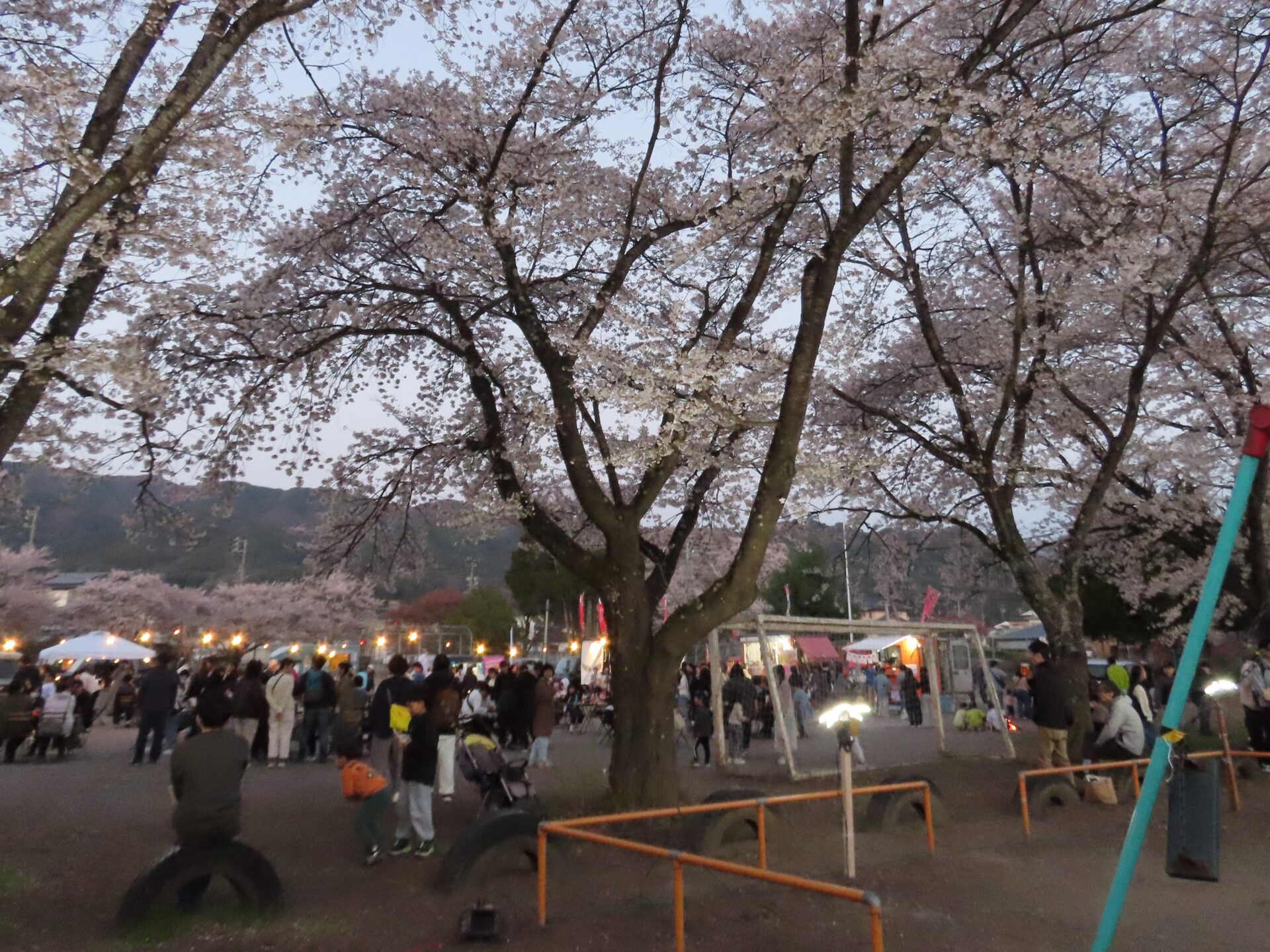 20260411　第3回 夜桜祭り
