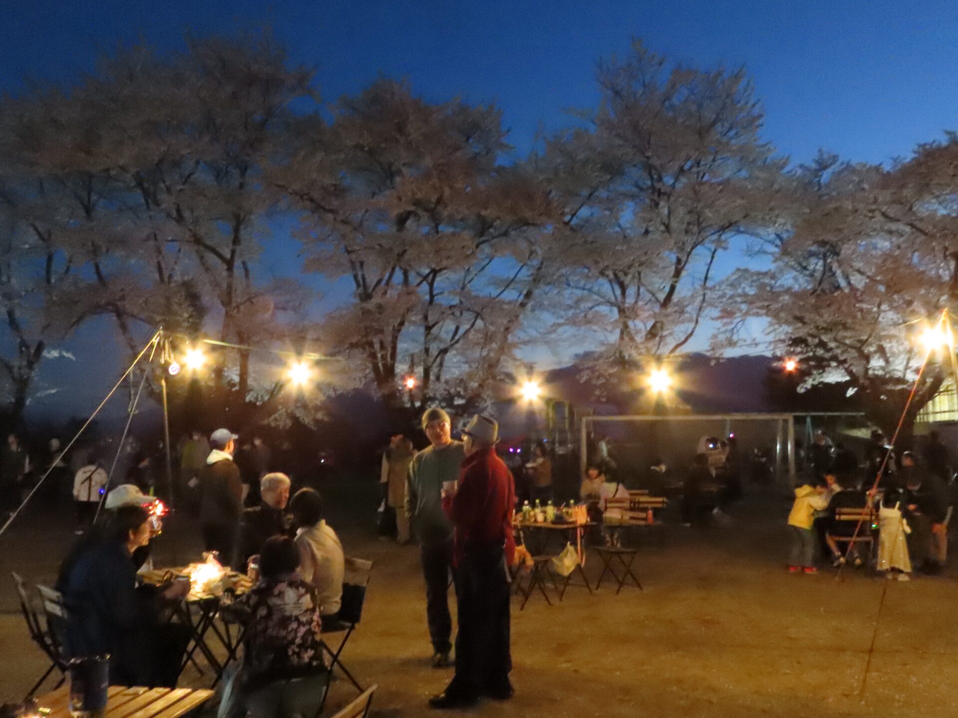 20260411　第3回 夜桜祭り