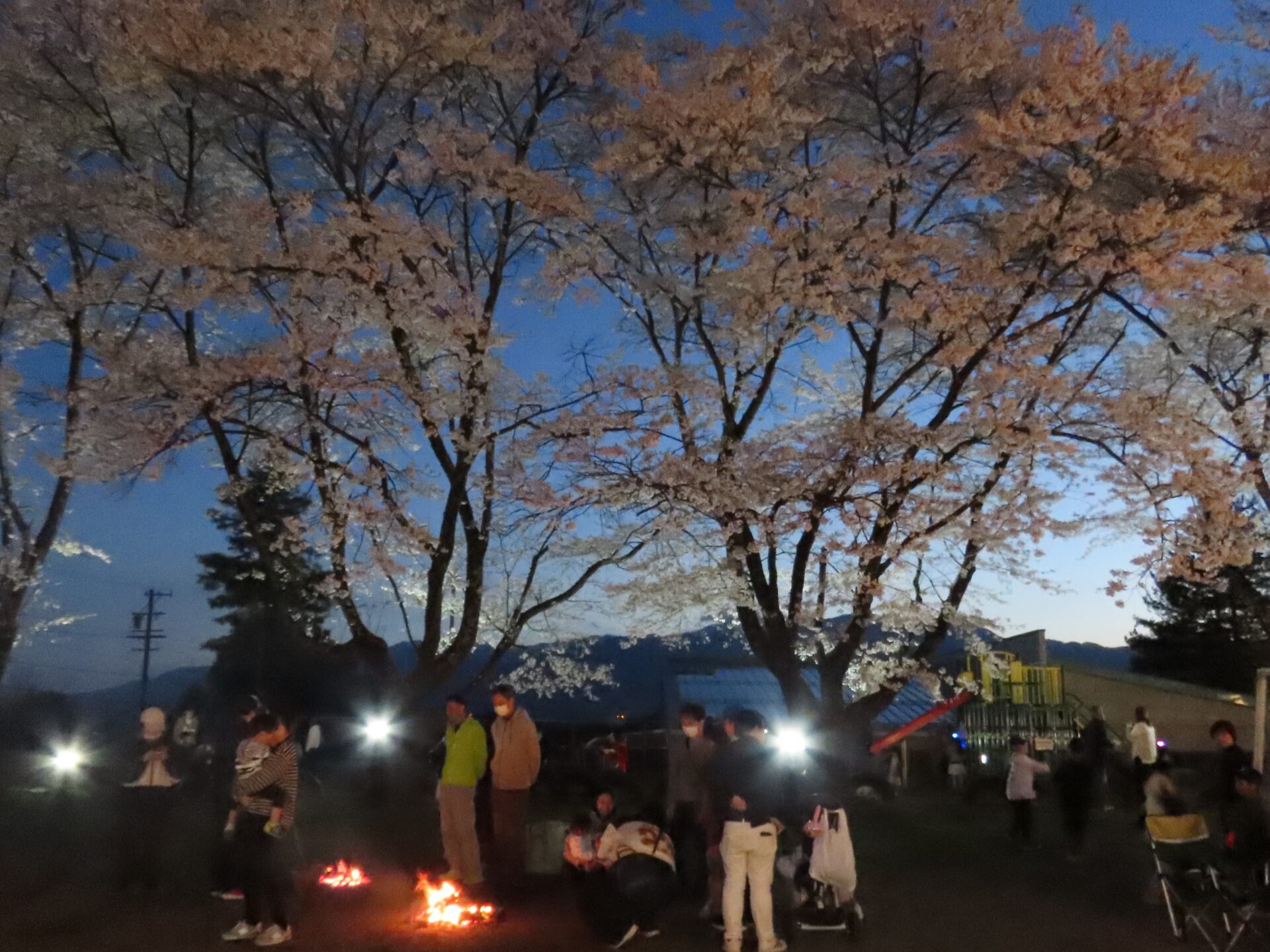 20260411　第3回 夜桜祭り