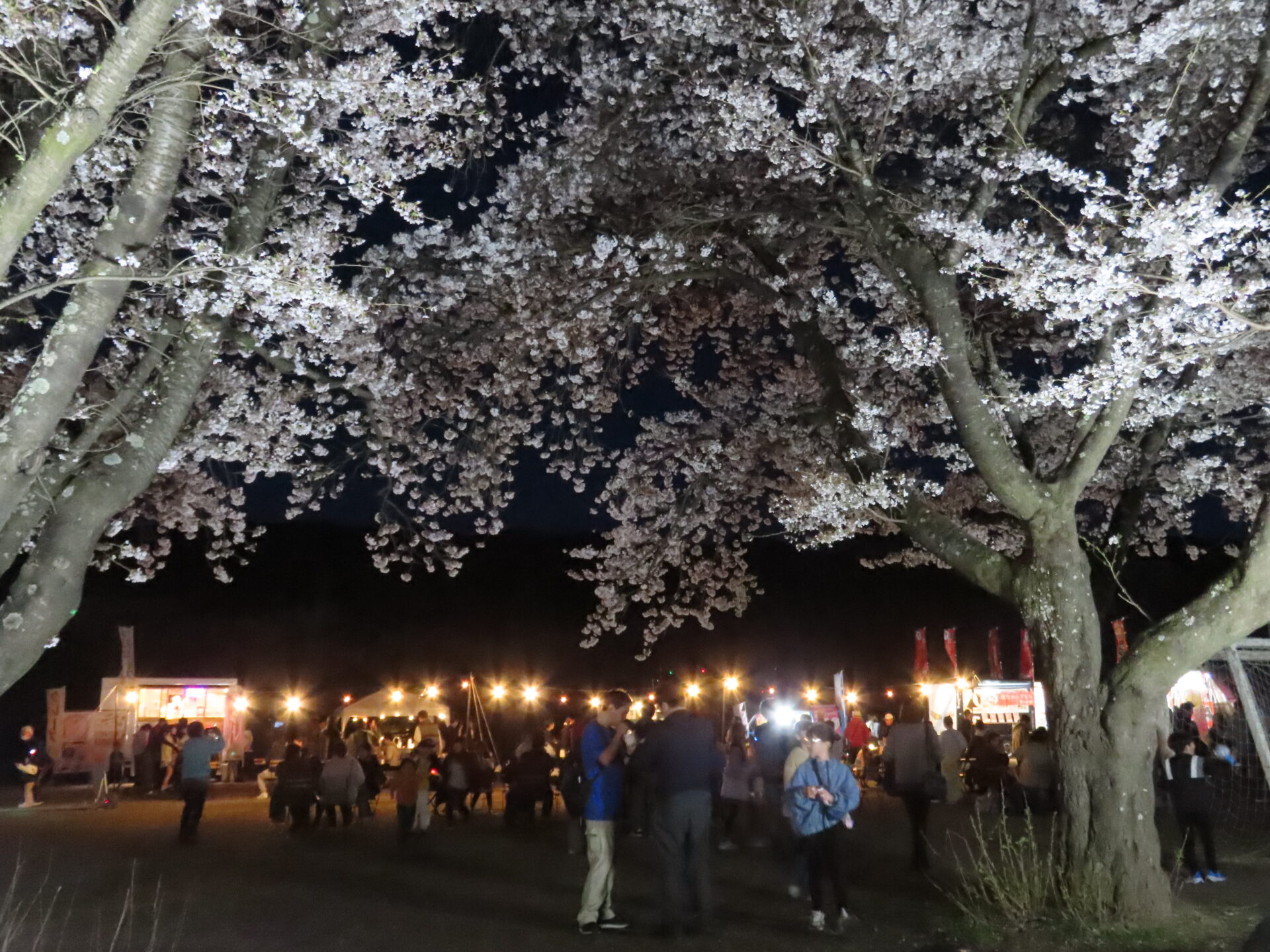 20260411　第3回 夜桜祭り