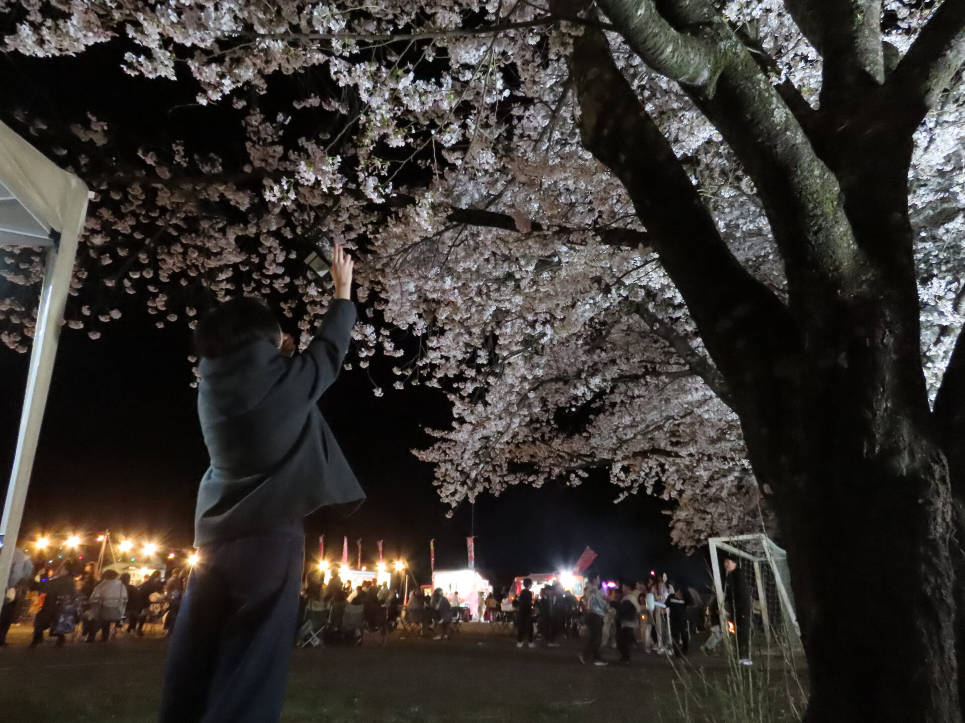 20260411　第3回 夜桜祭り